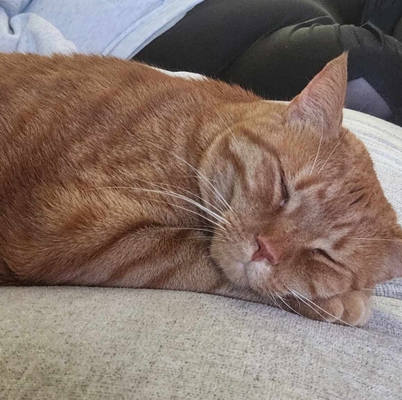 Please Read & Share Frankie's Story 🙏 Frankie God's Miracle Cat!!! - Picture 2 of 9